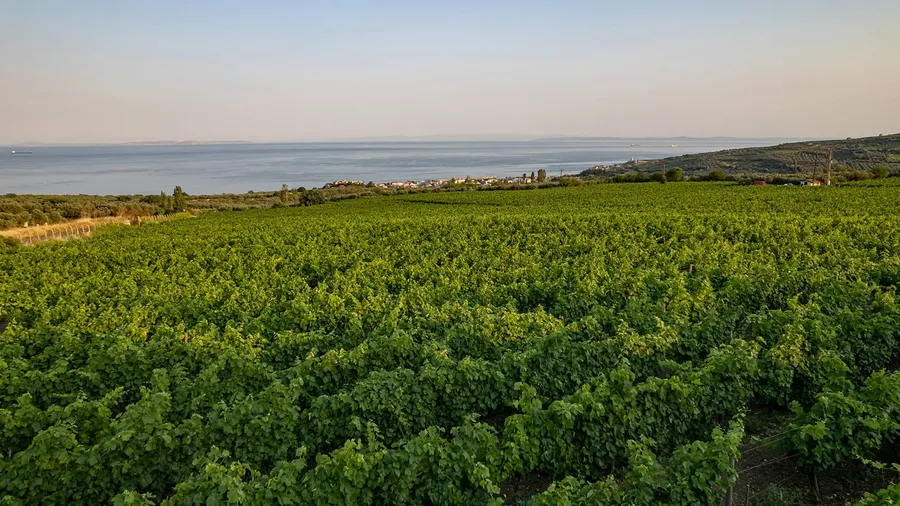 3-Day Vineyard Harvest Journey in Tekirdağ